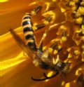 Halictus scabiosae